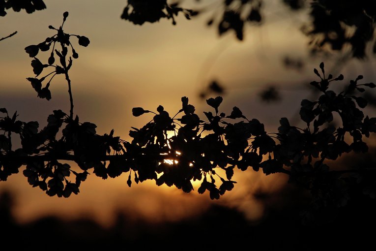 Watch Cherry Tree Online Ibtimes