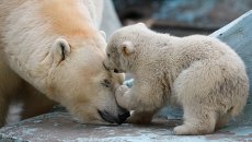 Белая медведица Герда со своим детенышем Белая медведица Герда со своим детенышем