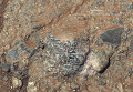 Снимок с марсохода Curiosity марсианской породы Харрисона с фрагментами кристаллов Снимок с марсохода Curiosity марсианской породы Харрисона с фрагментами кристаллов