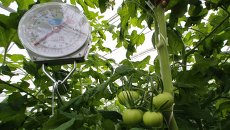 Выращивание овощей в тепличном хозяйстве. Архивное фото Выращивание овощей в тепличном хозяйстве. Архивное фото