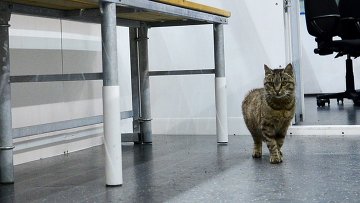 События в мире сегодня последние новости видео