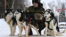 Курсант со служебными собаками породы хаски на занятиях по подготовке военных кинологов в учебном центре Западного военного округа Курсант со служебными собаками породы хаски на занятиях по подготовке военных кинологов в учебном центре Западного военного округа