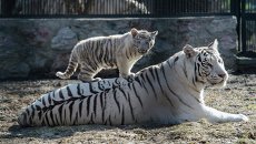 Бенгальская белая тигрица играет с детенышем в Новосибирском зоопарке Бенгальская белая тигрица играет с детенышем в Новосибирском зоопарке