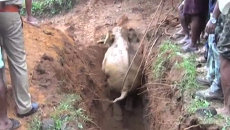 Индийцы с помощью троса вытянули упавшего в заброшенный колодец слоненка Индийцы с помощью троса вытянули упавшего в заброшенный колодец слоненка