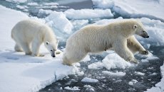 Белая медведица с медвежонком в районе архипелага Земля Франца Иосифа в Баренцевом море Белая медведица с медвежонком в районе архипелага Земля Франца Иосифа в Баренцевом море