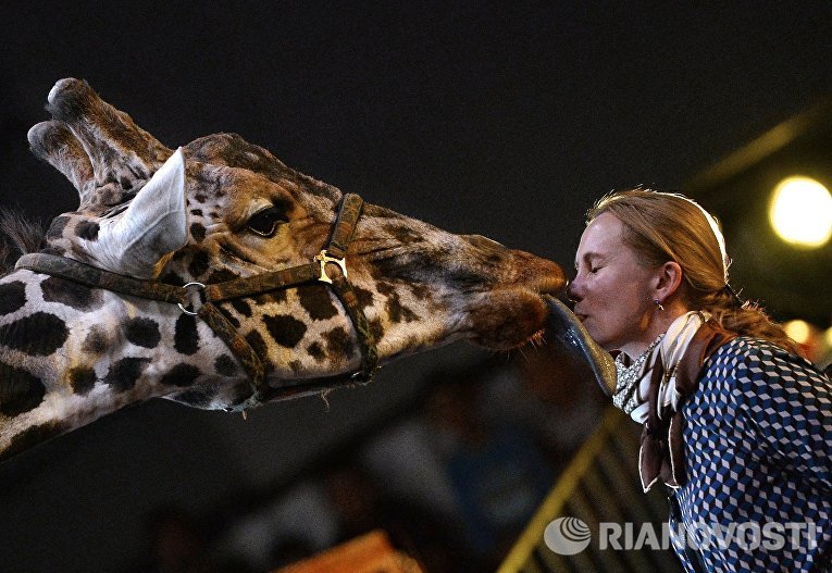 Жираф на премьере Новогодней программы Цирка больших зверей в Сокольниках Жираф на премьере Новогодней программы Цирка больших зверей в Сокольниках