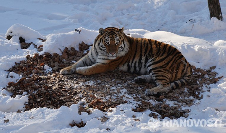 Уссурийский тигр Амур в вольере Приморского сафари-парка Уссурийский тигр Амур в вольере Приморского сафари-парка