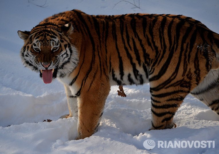 Уссурийский тигр Амур в вольере Приморского сафари-парка Уссурийский тигр Амур в вольере Приморского сафари-парка