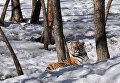 Амурская тигрица по кличке Тайга в Приморском Сафари-парке Амурская тигрица по кличке Тайга в Приморском Сафари-парке