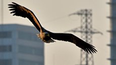 Краснокнижные орланы зимуют в центре Владивостока Краснокнижные орланы зимуют в центре Владивостока