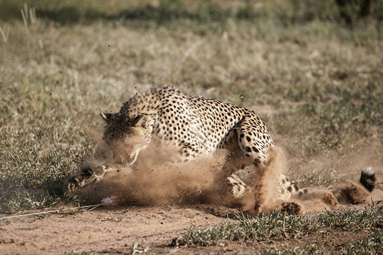Гепарды, которые живут в Фонде по сохранению Cheetah в Очиваронго, Намибия. 18 февраля 2016 Гепарды, которые живут в Фонде по сохранению Cheetah в Очиваронго, Намибия. 18 февраля 2016