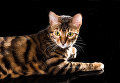 Котенок породы тойгер Котенок породы тойгер