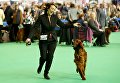 Ирландский сеттер на выставке Crufts Dog Show в Бирмингеме, Англия Ирландский сеттер на выставке Crufts Dog Show в Бирмингеме, Англия