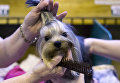 Терьер на выставке Crufts Dog Show в Бирмингеме, Англия Терьер на выставке Crufts Dog Show в Бирмингеме, Англия