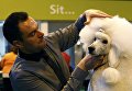 Пудель на выставке Crufts Dog Show в Бирмингеме, Англия Пудель на выставке Crufts Dog Show в Бирмингеме, Англия