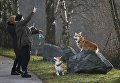 Собаки породы Корги на выставке Crufts Dog Show в Бирмингеме, Англия Собаки породы Корги на выставке Crufts Dog Show в Бирмингеме, Англия