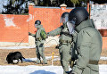 Саперы минобороны РФ в Международном противоминном центре ВС РФ в Нахабино готовятся к отправке в Сирию для разминирования Пальмиры Саперы минобороны РФ в Международном противоминном центре ВС РФ в Нахабино готовятся к отправке в Сирию для разминирования Пальмиры
