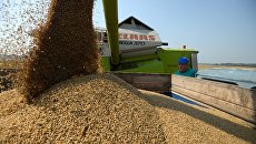 Уборка урожая зерновых культур. Архивное фото Уборка урожая зерновых культур. Архивное фото