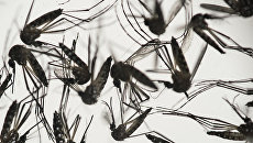 Комар Aedes albopictus - переносчик вируса Зика. Архивное фото Комар Aedes albopictus - переносчик вируса Зика. Архивное фото