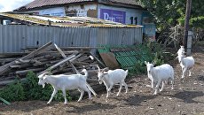 Сельское хозяйство. Архивное фото Сельское хозяйство. Архивное фото
