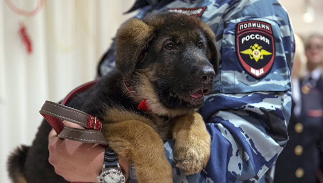 Подарок французским полицейским от российских коллег - щенок по кличке Добрыня . Архивное фото