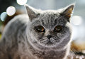 Кошка породы британская на выставке Кэт-Салон-Декабрь в Москве Кошка породы британская на выставке Кэт-Салон-Декабрь в Москве