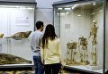 Посетители в зоологическом музее Санкт-Петербурга Посетители в зоологическом музее Санкт-Петербурга