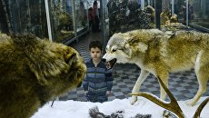 Посетитель в зоологическом музее Санкт-Петербурга Посетитель в зоологическом музее Санкт-Петербурга