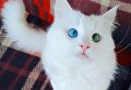 Турецкий кот Алош Турецкий кот Алош