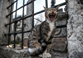 Кошка у мечети Эйюп Султан в Стамбуле Кошка у мечети Эйюп Султан в Стамбуле