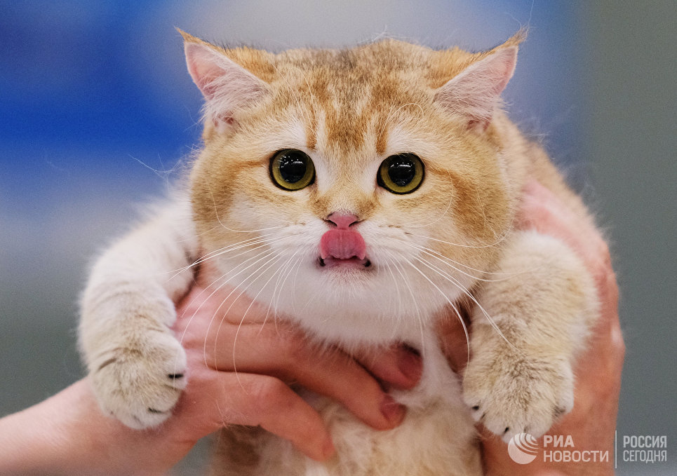 Кошка породы британская короткошерстная на международной выставке Кэтсбург 2017 в Москве Кошка породы британская короткошерстная на международной выставке Кэтсбург 2017 в Москве
