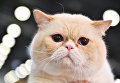 Кошка породы британская короткошерстная на международной выставке Кэтсбург 2017 в Москве Кошка породы британская короткошерстная на международной выставке Кэтсбург 2017 в Москве