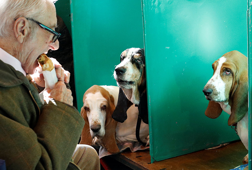 На выставке собак Crufts в Бирмингеме На выставке собак Crufts в Бирмингеме