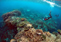 Питер Гаш, владелец и управляющий Lady Elliot Island Eco Resort, во время осмотра Большого Барьерного рифа Питер Гаш, владелец и управляющий Lady Elliot Island Eco Resort, во время осмотра Большого Барьерного рифа