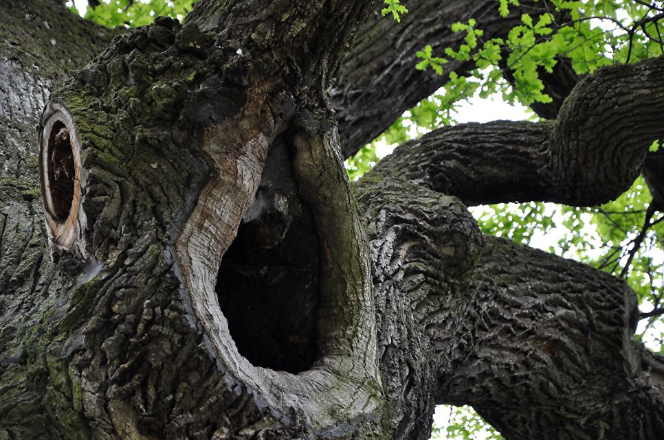 Работа фотографа Rafal Godek Дуб Юзеф для 2017 European Tree of the Year Работа фотографа Rafal Godek Дуб Юзеф для 2017 European Tree of the Year