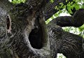 Работа фотографа Rafal Godek Дуб Юзеф для 2017 European Tree of the Year Работа фотографа Rafal Godek Дуб Юзеф для 2017 European Tree of the Year