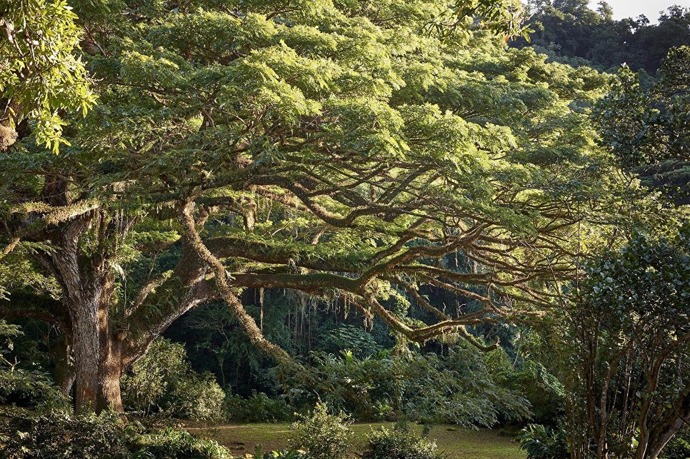 Работа фотографа Jean-Baptiste Barret The Ceron park saman для 2017 European Tree of the Year Работа фотографа Jean-Baptiste Barret The Ceron park saman для 2017 European Tree of the Year