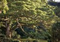 Работа фотографа Jean-Baptiste Barret The Ceron park saman для 2017 European Tree of the Year Работа фотографа Jean-Baptiste Barret The Ceron park saman для 2017 European Tree of the Year