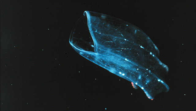 So could look ancestor of humans and all animals on Earth (sort of comb jelly Beroe)