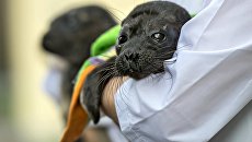 Центр изучения и сохранения морских млекопитающих в Ленинградской области. Архивное фото Центр изучения и сохранения морских млекопитающих в Ленинградской области. Архивное фото