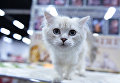 Кошка породы британская длинношерстная на международной выставке Кубок Валенсии - Весна в Москве Кошка породы британская длинношерстная на международной выставке Кубок Валенсии - Весна в Москве