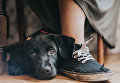 Работа победителя конкурса Dog Photographer of the year Работа победителя конкурса Dog Photographer of the year