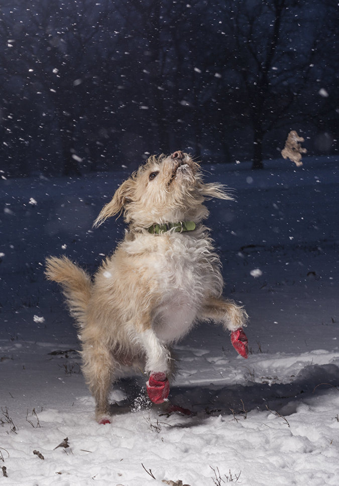 Работа победителя конкурса Dog Photographer of the year Работа победителя конкурса Dog Photographer of the year