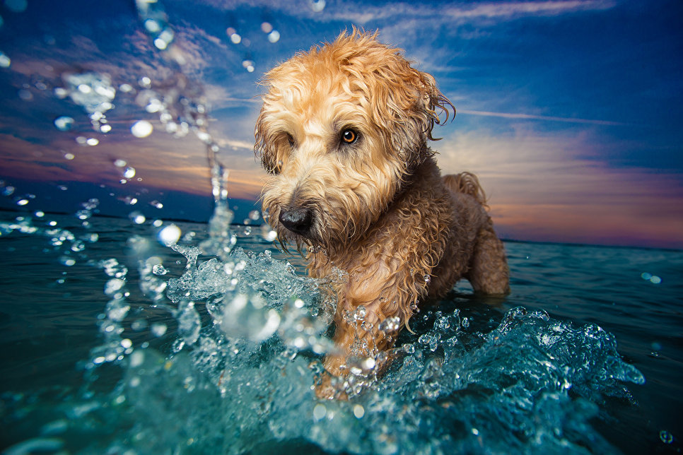 Работа победителя конкурса Dog Photographer of the year Работа победителя конкурса Dog Photographer of the year