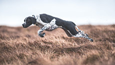 Работа победителя конкурса Dog Photographer of the year Работа победителя конкурса Dog Photographer of the year