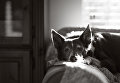 Работа победителя конкурса Dog Photographer of the year Работа победителя конкурса Dog Photographer of the year