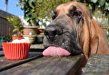 Работа победителя конкурса Dog Photographer of the year Работа победителя конкурса Dog Photographer of the year
