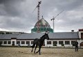 Лошадь на выводном кругу возле павильонов комплекса Коневодство на ВДНХ Лошадь на выводном кругу возле павильонов комплекса Коневодство на ВДНХ