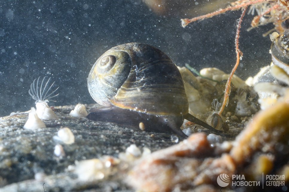 Балянусы и морская улитка в Онежском заливе в районе мыса Глубокий Балянусы и морская улитка в Онежском заливе в районе мыса Глубокий