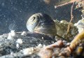 Балянусы и морская улитка в Онежском заливе в районе мыса Глубокий Балянусы и морская улитка в Онежском заливе в районе мыса Глубокий